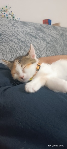 Tekir Kedi, Kedi Cheesecake fotoğrafı