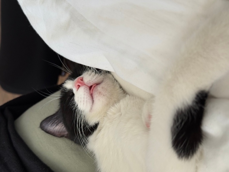 Tuxedo (Smokin) Kedi, Kedi Luna fotoğrafı