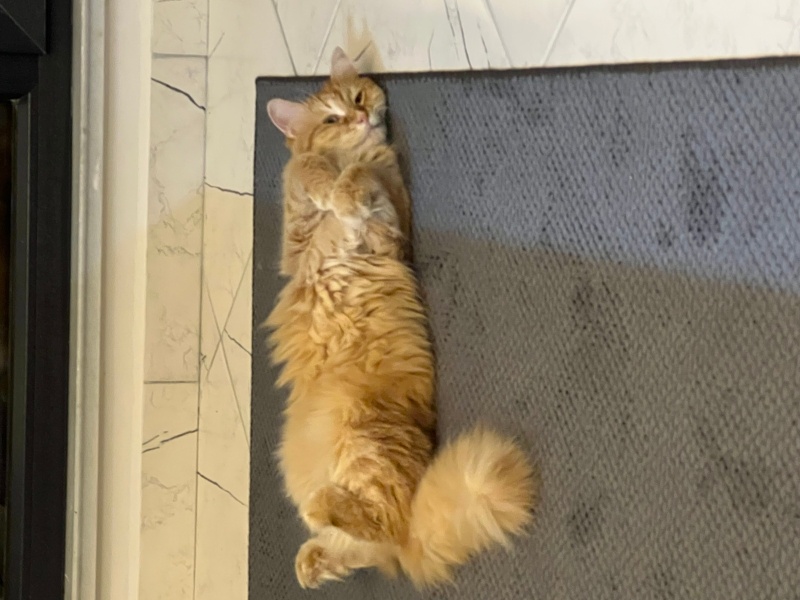 Sarman, Kedi Mocha fotoğrafı