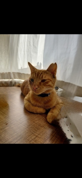 Sarman, Kedi Limon fotoğrafı