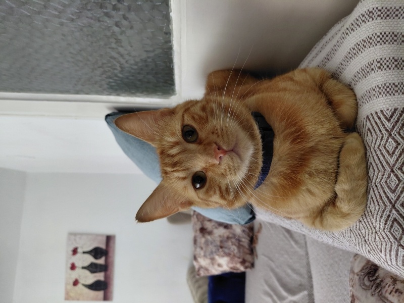 Sarman, Kedi Mercimek fotoğrafı