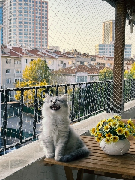 British Longhair, Kedi Alfa fotoğrafı