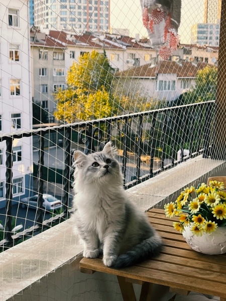 British Longhair, Kedi Alfa fotoğrafı