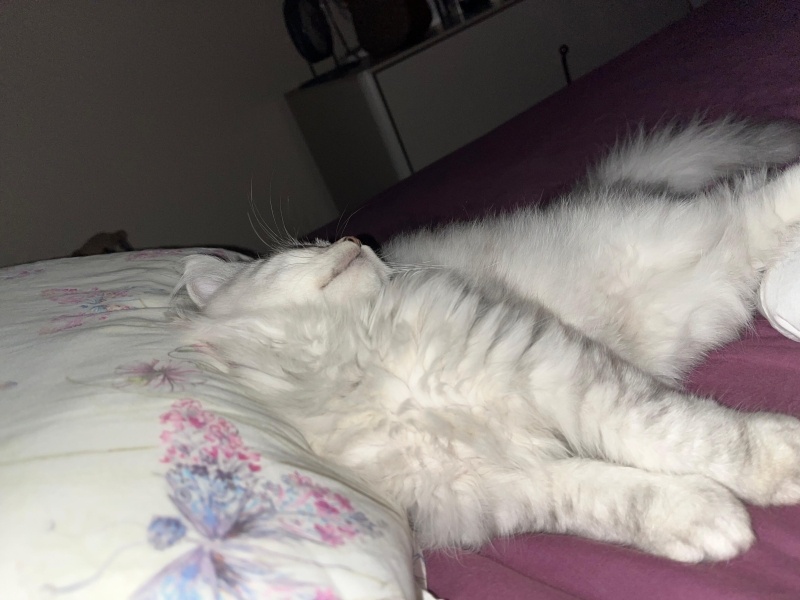 British Longhair, Kedi Alfa fotoğrafı