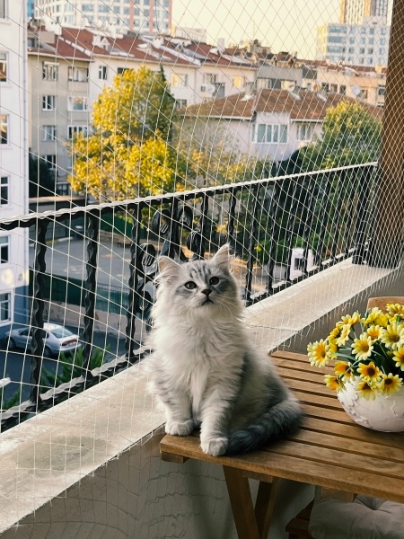 British Longhair, Kedi Alfa fotoğrafı