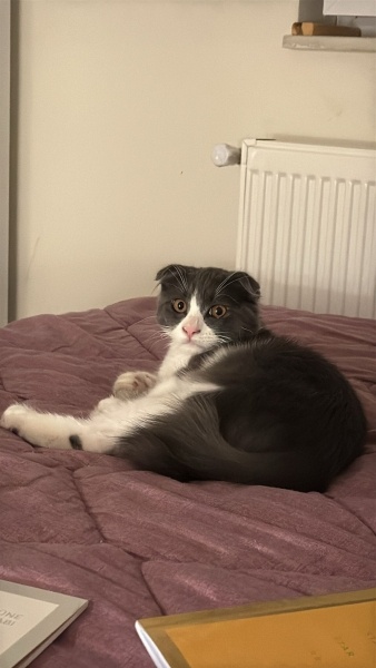 Scottish Fold, Kedi Huysuz fotoğrafı