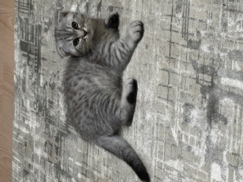 Scottish Fold, Kedi RAFA fotoğrafı