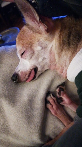 Minyatür Pinscher, Köpek FINDIK fotoğrafı