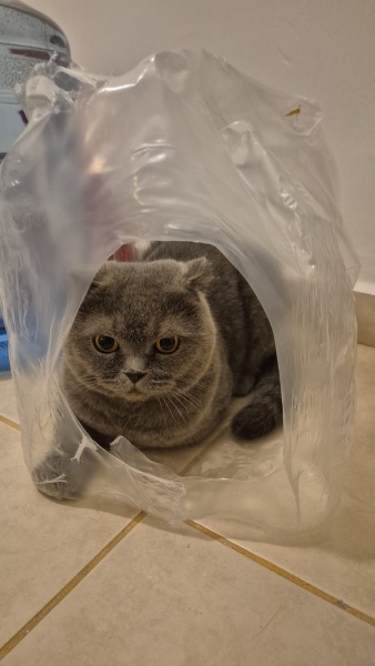 Scottish Fold, Kedi Yumak fotoğrafı