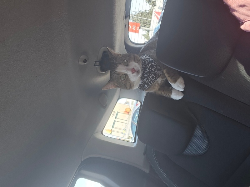 Tekir Kedi, Kedi Fiko fotoğrafı