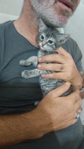 Tekir Kedi, Kedi Şüküfe ve fidan fotoğrafı