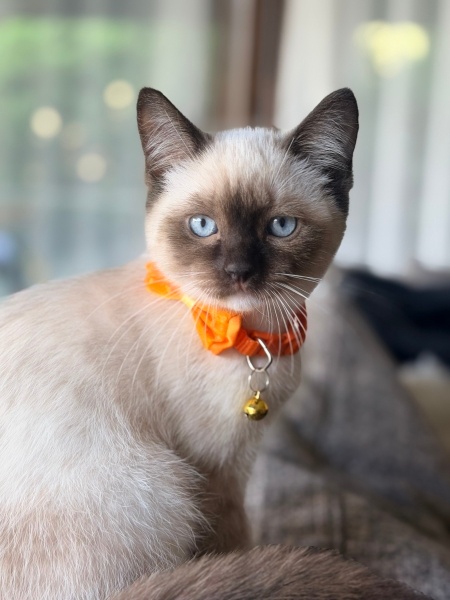 Ragdoll, Kedi Mars fotoğrafı