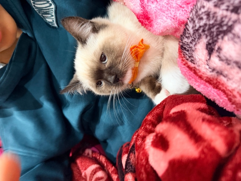 Ragdoll, Kedi Mars fotoğrafı