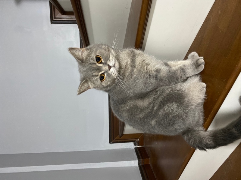 British Longhair, Kedi Bal kız fotoğrafı