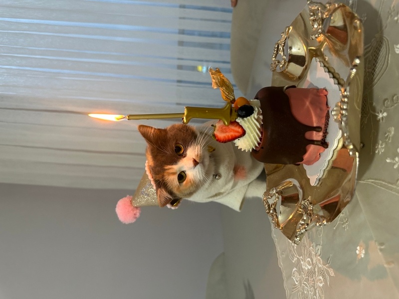 British Shorthair, Kedi Mango fotoğrafı