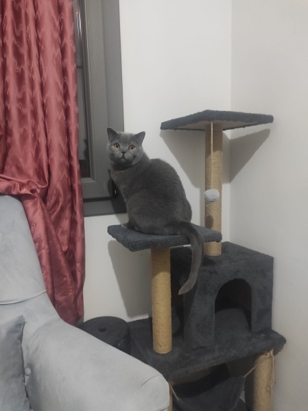 British Shorthair, Kedi Çotanak fotoğrafı