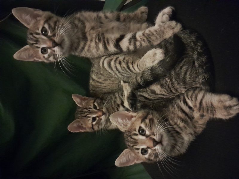 Tekir Kedi, Kedi süpriz yumurtalar fotoğrafı