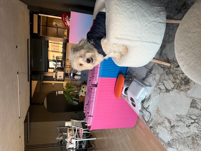 Maltese, Köpek Kuki fotoğrafı