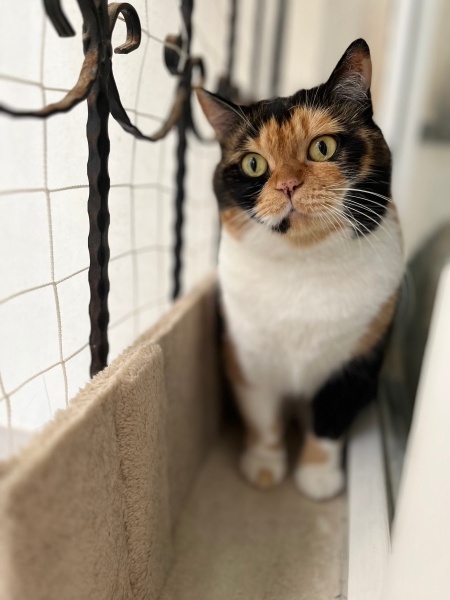 Soke, Kedi Bade çevik fotoğrafı