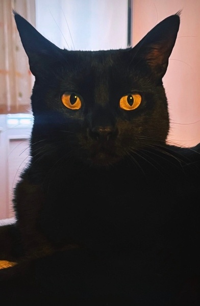 Bombay, Kedi Zarife fotoğrafı