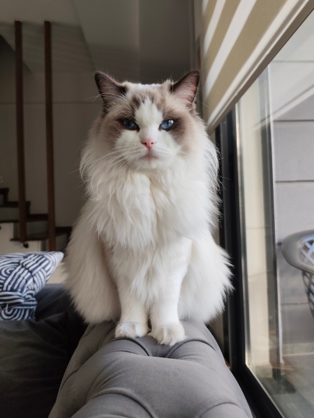 Ragdoll, Kedi Bella fotoğrafı