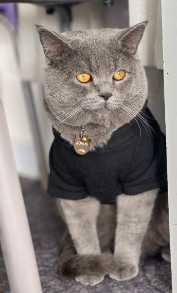 British Shorthair, Kedi Gümüş fotoğrafı