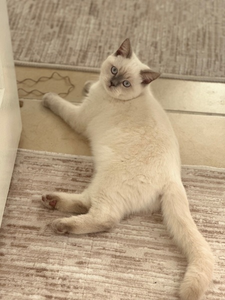 British Shorthair, Kedi Nazlı fotoğrafı