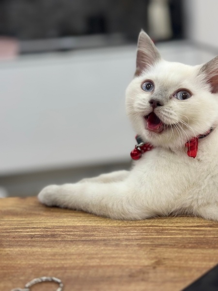 British Shorthair, Kedi Nazlı fotoğrafı