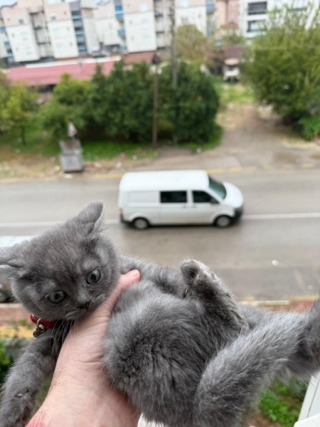 British Shorthair, Kedi luna fotoğrafı