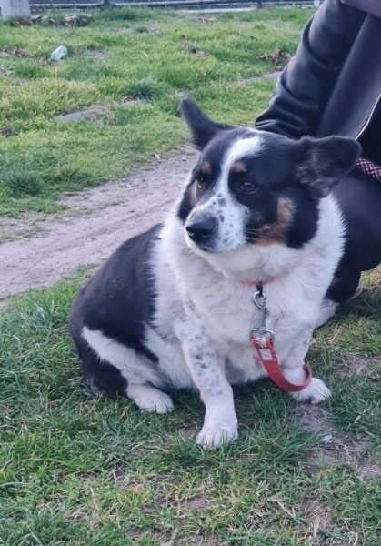 Cardigan Welsh Corgi, Köpek Prenses fotoğrafı