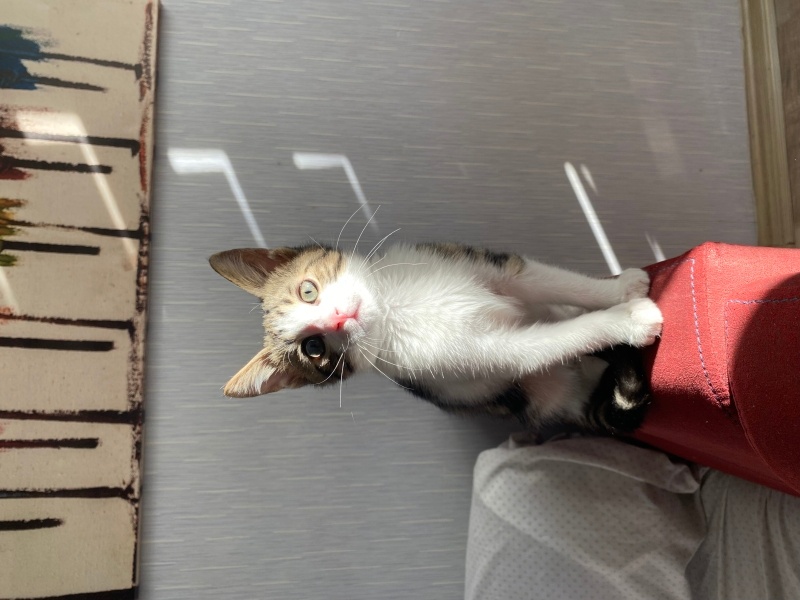 Tekir Kedi, Kedi lupin fotoğrafı