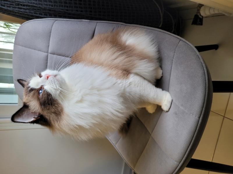 Ragdoll, Kedi Nicka fotoğrafı