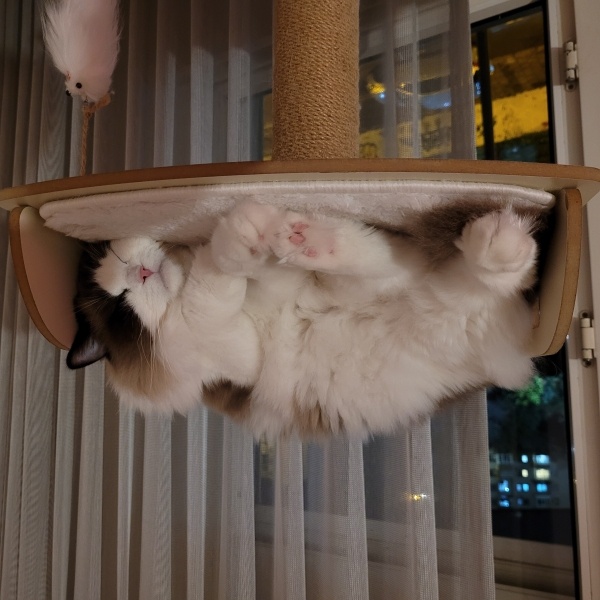Ragdoll, Kedi Nicka fotoğrafı