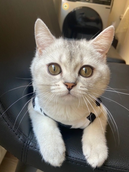 Brazilian Shorthair, Kedi Münir fotoğrafı