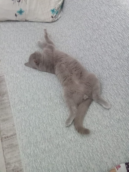 Scottish Fold, Kedi Paşa fotoğrafı