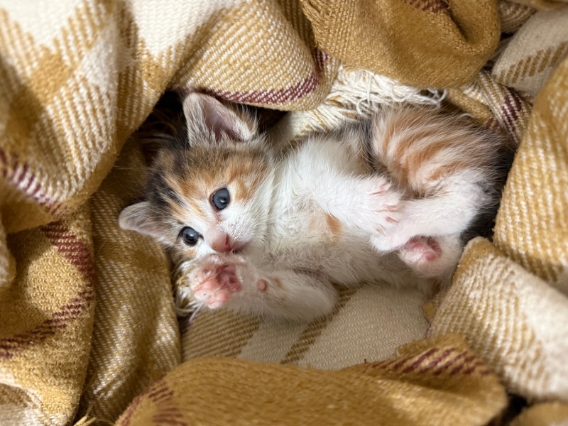 Tekir Kedi, Kedi Bihter fotoğrafı