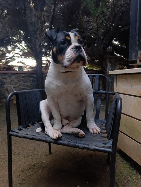 Amerikan Bulldog, Köpek Köfte fotoğrafı