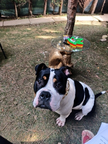 Amerikan Bulldog, Köpek Köfte fotoğrafı