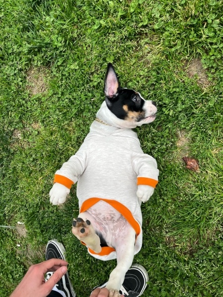 Amerikan Bulldog, Köpek Köfte fotoğrafı