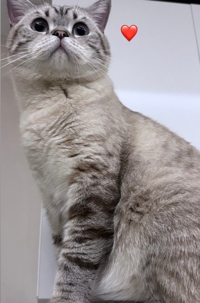 British Shorthair, Kedi Badem fotoğrafı