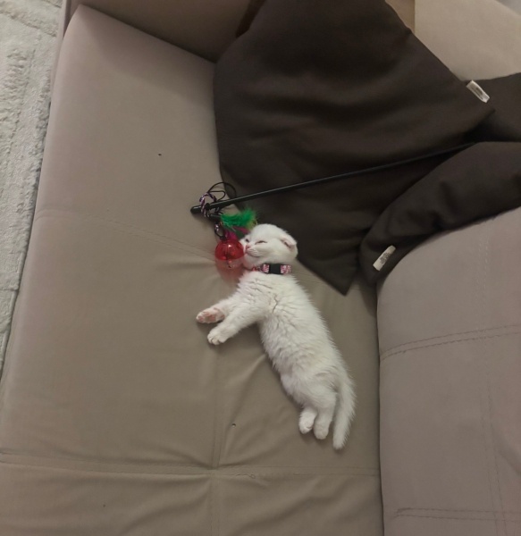 Scottish Fold, Kedi Pamuk fotoğrafı