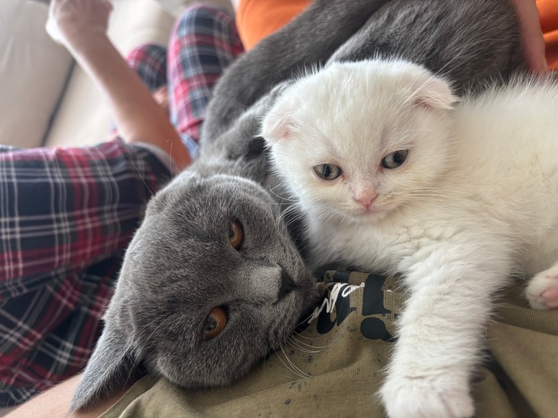 Scottish Fold, Kedi Pamuk fotoğrafı