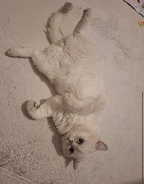 British Shorthair, Kedi Kartanesi fotoğrafı