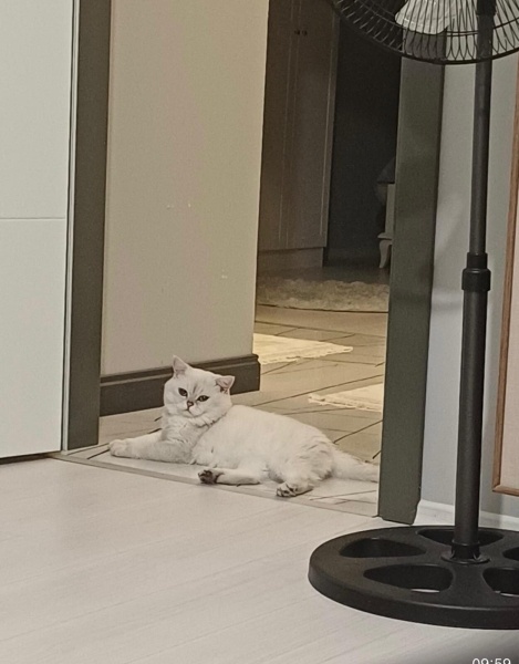 British Shorthair, Kedi Kartanesi fotoğrafı