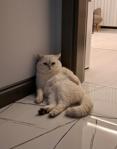 British Shorthair, Kedi Kartanesi fotoğrafı