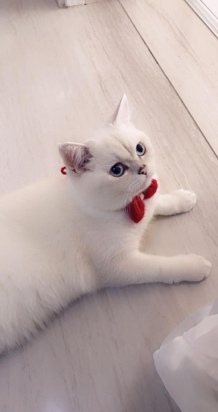 British Shorthair, Kedi Kartanesi fotoğrafı