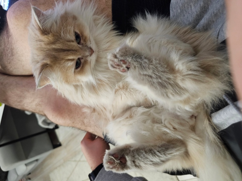 British Longhair, Kedi Kuzu fotoğrafı