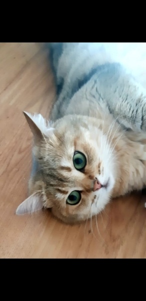 British Shorthair, Kedi kaju fotoğrafı