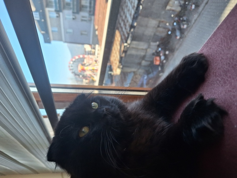 Scottish Fold, Kedi Köfte fotoğrafı