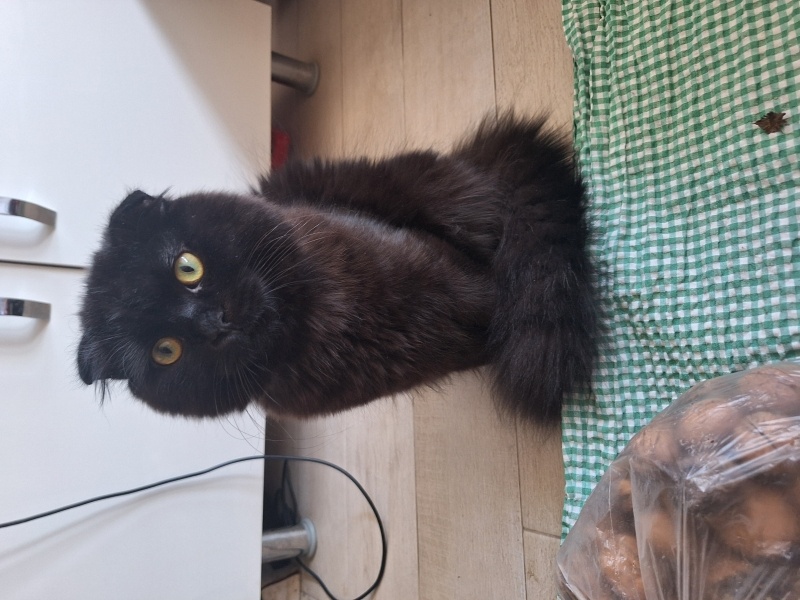 Scottish Fold, Kedi Köfte fotoğrafı